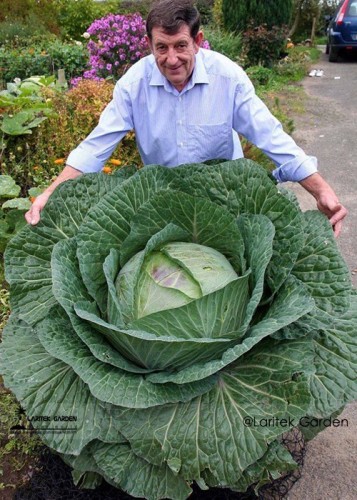 Rare Giant Russian Cabbage Healing Medicinal Vitamin Seed, Professional Pack, 150 Seeds / Pack, Green Organic Vegetable LG00021