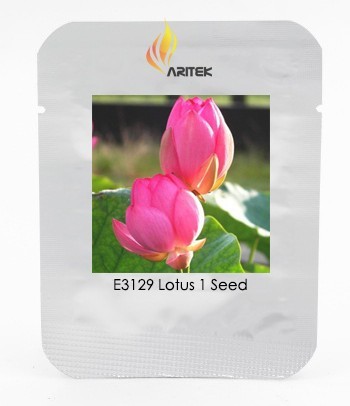 Heirloom Red Double-headed Nelumbo Nucifera Lotus Flower Seeds, Professional Pack, 1 Seed / Pack, Fragrant Pond Flower E3129