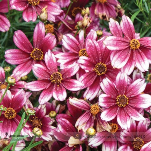 Heirloom Hardy Berry Chiffon Coreopsis Flower Seeds, Professional Pack, 20 Seeds / Pack, Perennial Garden Cosmos E3211