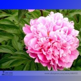 Heirloom 'Jin Guang San Hui' Pink Chinese Peony Flower Root Seeds, Professional Pack, 5 Seeds / Pack, Light Fragrant E3190