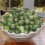 Heirloom Miniature Tennessee Dancing Spinner Gourd Cucurbita Pepo Seeds, Professional Pack, 10 Seeds / Pack, Very Interesting