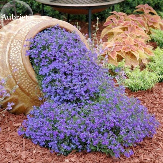 100% Genuine Purple Aubrieta Flower, 250 Seeds, attracting bees butterflies light up your garden E3581