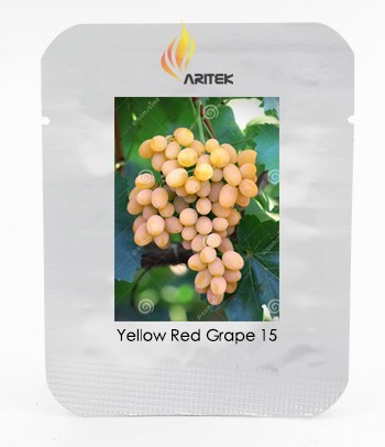 Rare Yellow Red Cluster of Grape Organic Seeds, Professional Pack, 15 Seeds / Pack, Hardy Tasty Delicious Garden Fruit E3087