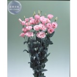 100% Genuine Eustoma Grandiflorum Flowers, Professional Pack, 10 seeds, bonsai mixed perennial flower seeds E4044
