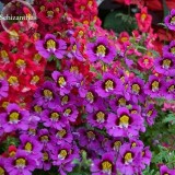 Red Purple Schizanthus Flowers, 30 seeds, mixed angel wings poor man's orchid E3808