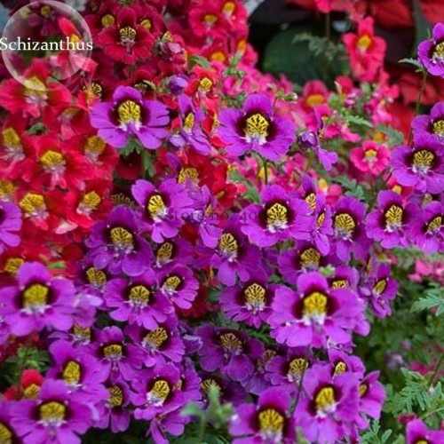 Red Purple Schizanthus Flowers, 30 seeds, mixed angel wings poor man's orchid E3808