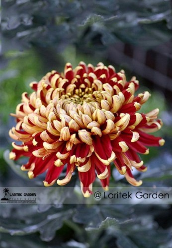 Red and Yellow Chrysanthemums Flowers Seeds, Professional Pack, 100 Seeds / Pack, Very Beautiful Garden Flowers #LG00027