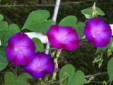 Rebecca Purple Morning Glory, 50 seeds, purple dark purple pink petals E3998