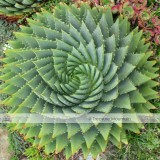 Aloe Polyphylla Seeds, Professional Pack, 1 Seed / Pack, Spiral Aloe Succulent Seed