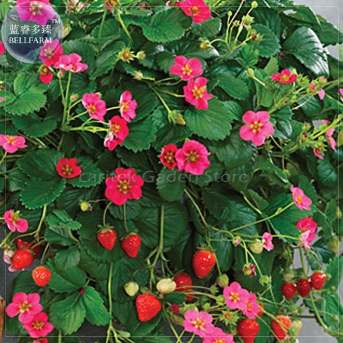Pikan Strawberry Seeds, 100 Seeds, Professional Pack, red fruits pink flowers E4083
