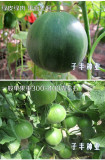 BELLFARM Sweet Melon Hybrid F1 Fruit Seeds, 600 seeds, original pack, green skin green inside crisp fragrant 22% sugar contained