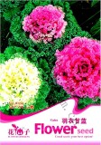 Brassica Oleracea Red White Ornamental Kale Mixed Seeds, Original Pack, 50 Seeds / Pack A109