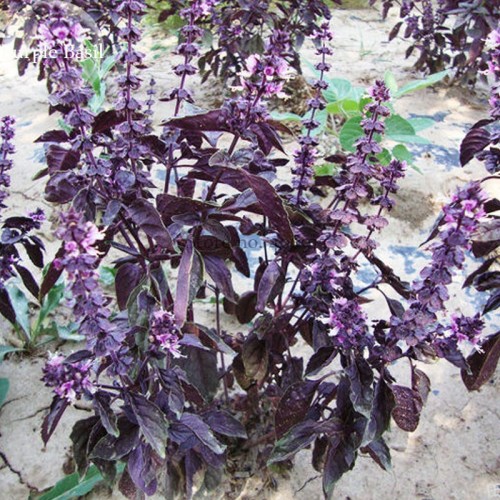 Purple Sweet Basil with giant leaves, 100 Seeds, ocimun basilicum perillaseed herb salad vegetables E3817