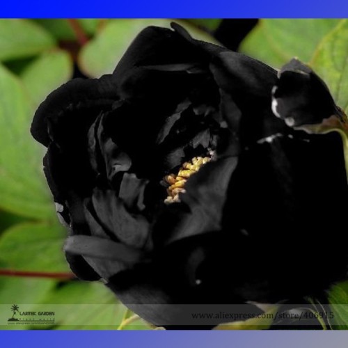 Very Rare Black Subshrubby Peony Flower Seeds, Professional Pack, 5 Seeds / Pack, Paeonia Suffruticos Garden Flower E3202