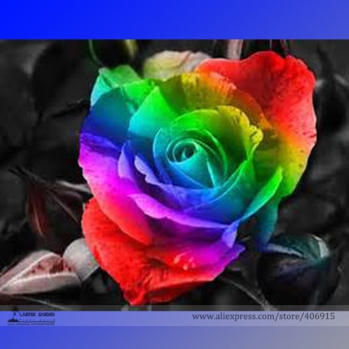 the Rarest 'Rain Rainbow' Colorful Rose Seedling Flower Seeds, Professional Pack, 50 Seeds / Pack, Light Fragrant Garden Flower