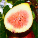 BELLFARM Rose Red Fig Ficus Carica Tree Fruits Seeds, 5 seeds, professional pack, red skin rose red inside sweet organic fruits