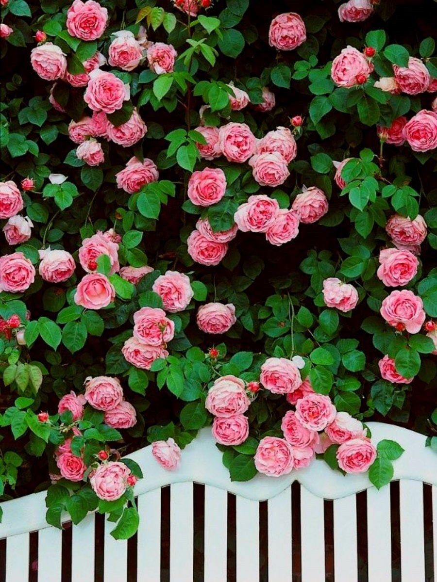 Кустовая плетистая роза Садовая