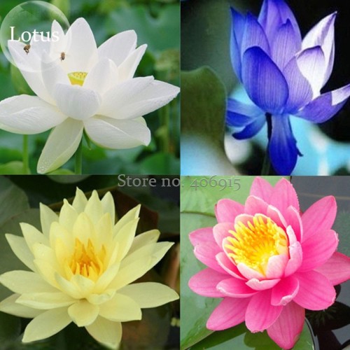 Rare Mixed 4 Types of Lotus Flowers, 10 Seeds, new long flowering attractive butterfly light up your garden E3704