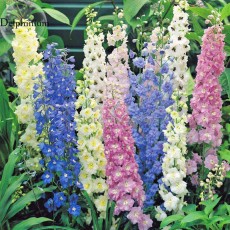 100% Genuine Mixed Green Pink Blue White Delphinium, 30 Seeds, the flowers beautiful good-looking light up your garden E3583