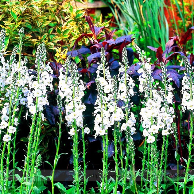 Veronica Spicata 'Noah Williams' White Spiked Speedwell Garden Flower Perennial Flower Seeds, Professional Pack, 50 Seeds / Pack