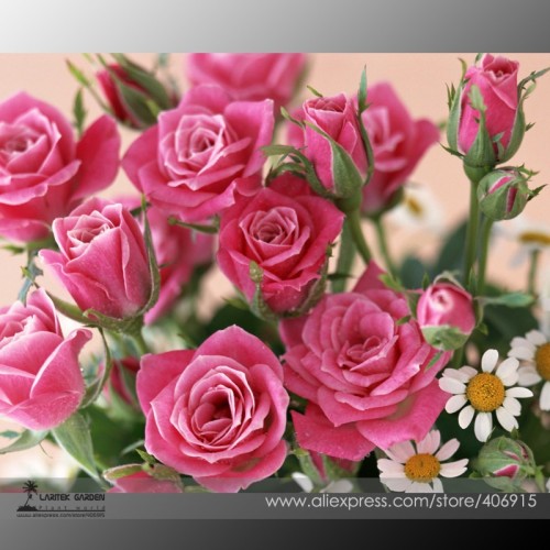 Heirloom Small Pink Rose Fragrant Flower Seeds, Professional Pack, 50 Seeds / Pack, Indoor Planting Available E3387