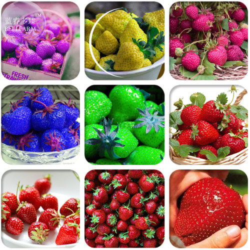 BELLFARM 9 Packs Hybrid Edible Purple Yellow Pink Blue Green Red Giant Strawberry Seeds,  Professional Pack, 100 Seeds / Pack