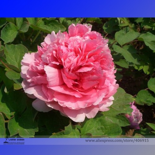 Heirloom 'Hong Yu Lou' Red Peony Shrub Flower Seeds, Professional Pack, 5 Seeds / Pack, Light Fragrant Garden Flowers E3255