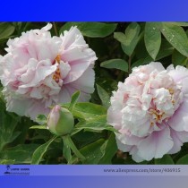 Rare 'Bai Yuan Fen' Pink Multi-petalled Tree Peony Light Fragrant Flower Seeds, Professional Pack, 5 Seeds / Pack, Perennial