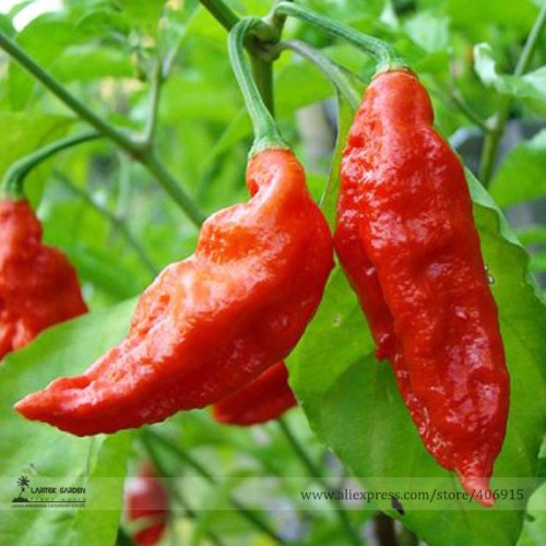 Heirloom Red Ghost Chili Pepper Seeds, Professional Pack, 50 Seeds / Pack, Bhut Jolokia Pepper Bonsai Available E3108