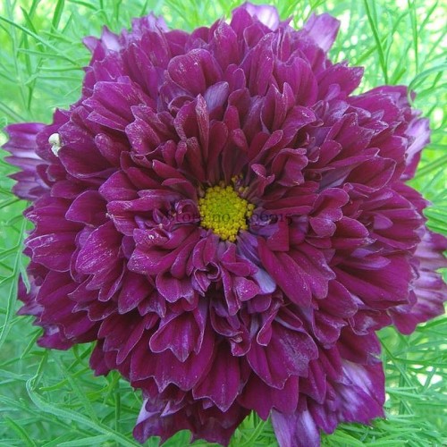 100% Genuine Purple (Mixed) Cosmos Bipinnatus Coreopsis Cosmos Double Flowers, 20 Seeds, big blooming flowers E3541