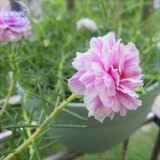 BELLFARM Portulaca grandiflora Rose Pink Sunflower Seeds, 200 Seeds, Original Pack, double big blooms bonsai flowers BD075H