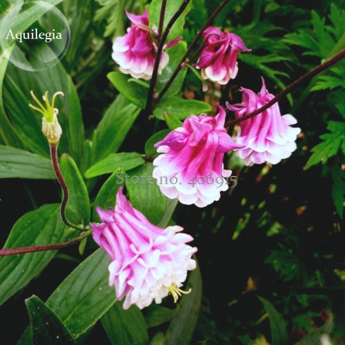 Rare Beautiful Pink White Edge Aquilegia Columbine, 50 Seeds, long flowering light up your garden E3902