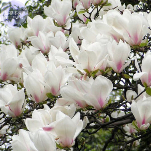 BELLFARM Yulan Magnolia Tree Seeds, 10 seeds, professional pack, yellow white pink light pink showy fragrant flowers