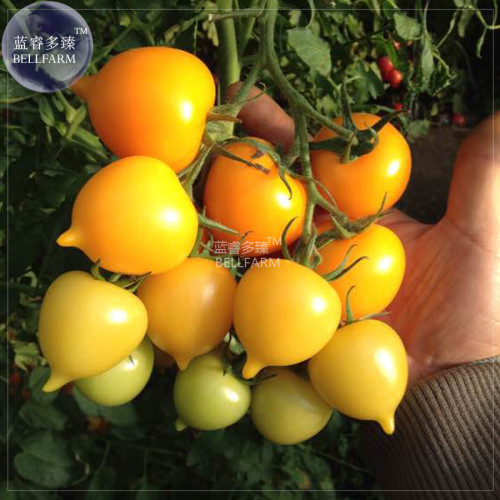 BELLFARM Tomato Bright Golden Peach Fruit Seeds, 100 Seeds, professional pack, organic truss tomato indeterminate plant BD147H
