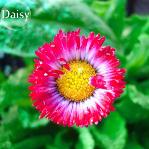 Bellis Perennis White Red Daisy Annual Flowers, 50 seeds, english  monstrosa flowers E3763