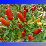 Heirloom Hawaii Red Yellow Pod Chili Pepper Organic Seeds, Professional Pack, 50 Seeds / Pack, Edible Friend Collected E3114