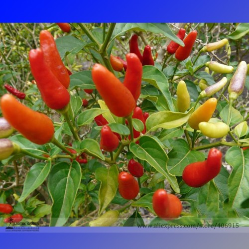 Heirloom Hawaii Red Yellow Pod Chili Pepper Organic Seeds, Professional Pack, 50 Seeds / Pack, Edible Friend Collected E3114
