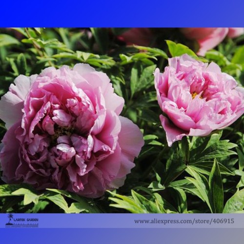 Rare 'Yin Hong Qiao Dui' Pink Red Peony Tree Shrub Flower Seeds, Professional Pack, 5 Seeds / Pack, Light Fragrant Flowers E3251