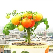 Heirloom Bonsai Middle Dwarf Yellow Tomato Organic Seeds, Professional Pack, 100 Seeds / Pack, Interesting Tasty Tomato E3048