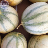 BELLFARM Small Heirloom True French Charentais Gourmet Melon Cucumis Melo Seeds, Professional Pack, 20 Seeds / Pack, Tasty Melon