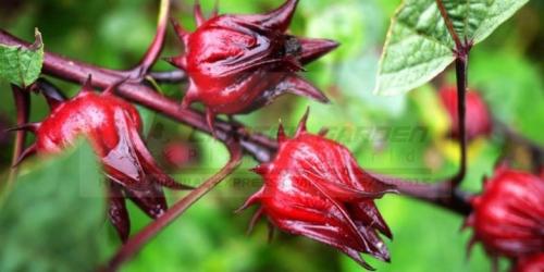 1000g New Red 100% Purely Natural Roselle Seeds, Hibiscus Sabdariffa, Heirloom Herbs, Free Shipping