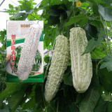 BELLFARM Bitter Gourd White Big Long Vegetable Seeds, 30 seeds, original pack, disease-resistant heat-resisting high yield