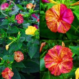 E3755 Heirloom Mix Four O'clock Marvel of Peru Flowers, 20 seeds, mirabilis jalapa ornamental flowers E3755