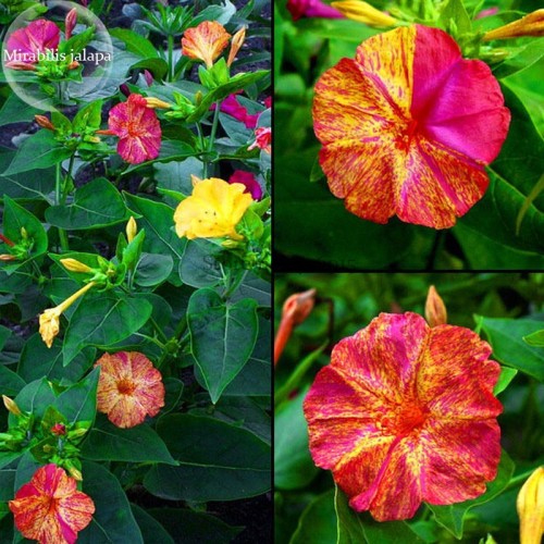 E3755 Heirloom Mix Four O'clock Marvel of Peru Flowers, 20 seeds, mirabilis jalapa ornamental flowers E3755