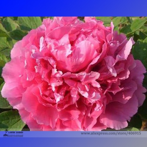 Heirloom 'Lu He Hong' Light Red Peony Plant Flower Seeds, Professional Pack, 5 Seeds / Pack, Strong Fragrant Flowers E3253