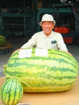 Giant Watermelon (250+ LBS) Organic Seeds, 1 Professional Pack, 20 Seeds / Pack, 'Iwanaga Giant' Rare Japan Cultivar Melon Seeds