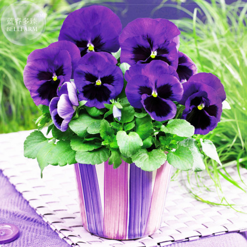Pansy Swiss Violet Flowers Seeds, 30 Seeds, Professional Pack, viola wittrockiana a must for home bonsai in winter TS396T