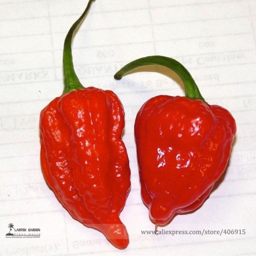 50 Rare Indian Ghost Chili Pepper Seeds, the Hottest Pepper in the World! Scoville Unit Over 1,000,000! 100% True Seeds E3112
