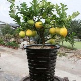 Rare Heirloom Mixed 9 Types of Lemon Tree, 20 seeds, indoor outdoor planting available  E3789