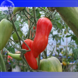 Jersey Devil Tomato Seeds, 100 Seeds, Professional Pack, long red sweet tomatoes E4073